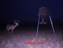 Texas Whitetail Deer Game Camera Photo