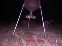 Texas Whitetail Deer Game Camera Photo