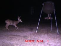 Texas Whitetail Deer Game Camera Photo