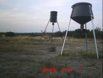 Texas Whitetail Deer Game Camera Photo