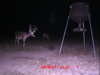 Texas Whitetail Deer Game Camera Photo