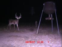 Texas Whitetail Deer Game Camera Photo