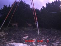 Texas Whitetail Deer Game Camera Photo