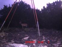 Texas Whitetail Deer Game Camera Photo