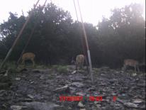 Texas Whitetail Deer Game Camera Photo