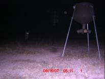 Texas Whitetail Deer Game Camera Photo