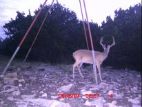 Texas Whitetail Deer Game Camera Photo