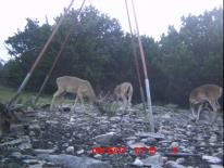 Texas Whitetail Deer Game Camera Photo