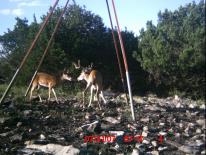 Texas Whitetail Deer Game Camera Photo