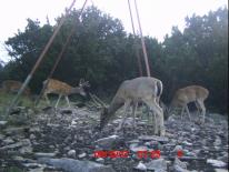 Texas Whitetail Deer Game Camera Photo