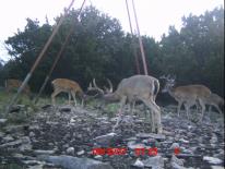 Texas Whitetail Deer Game Camera Photo