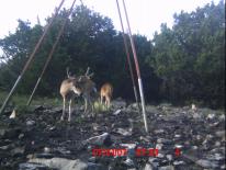 Texas Whitetail Deer Game Camera Photo