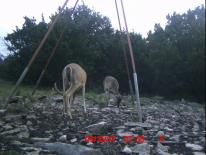 Texas Whitetail Deer Game Camera Photo