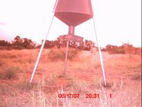 Texas Whitetail Deer Game Camera Photo