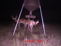 Texas Whitetail Deer Game Camera Photo