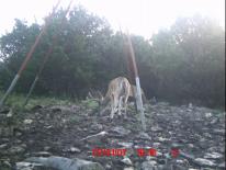 Texas Whitetail Deer Game Camera Photo