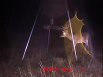 Texas Whitetail Deer Game Camera Photo