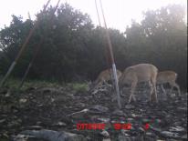 Texas Whitetail Deer Game Camera Photo