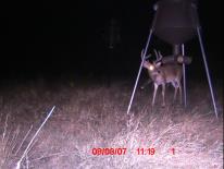 Texas Whitetail Deer Game Camera Photo