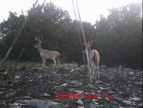 Texas Whitetail Deer Game Camera Photo