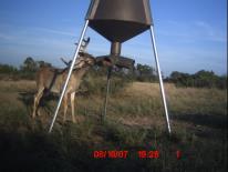 Texas Whitetail Deer Game Camera Photo