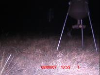 Texas Whitetail Deer Game Camera Photo