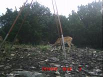 Texas Whitetail Deer Game Camera Photo