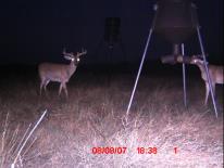 Texas Whitetail Deer Game Camera Photo