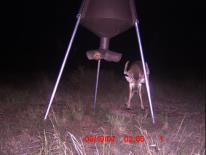 Texas Whitetail Deer Game Camera Photo