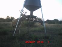 Texas Whitetail Deer Game Camera Photo