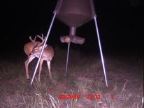 Texas Whitetail Deer Game Camera Photo