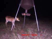 Texas Whitetail Deer Game Camera Photo