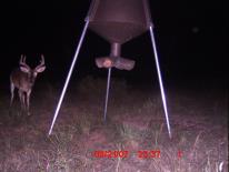 Texas Whitetail Deer Game Camera Photo