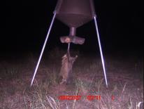 Texas Whitetail Deer Game Camera Photo