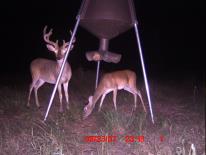 Texas Whitetail Deer Game Camera Photo