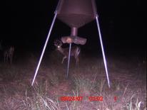 Texas Whitetail Deer Game Camera Photo