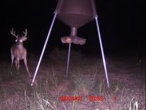 Texas Whitetail Deer Game Camera Photo