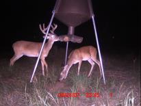 Texas Whitetail Deer Game Camera Photo