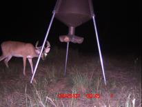 Texas Whitetail Deer Game Camera Photo