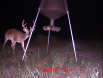 Texas Whitetail Deer Game Camera Photo