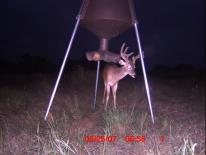 Texas Whitetail Deer Game Camera Photo