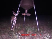 Texas Whitetail Deer Game Camera Photo