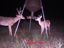 Texas Whitetail Deer Game Camera Photo