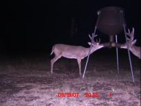 Texas Whitetail Deer Game Camera Photo