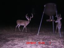 Texas Whitetail Deer Game Camera Photo