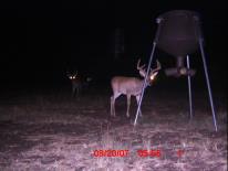 Texas Whitetail Deer Game Camera Photo