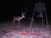 Texas Whitetail Deer Game Camera Photo