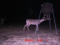 Texas Whitetail Deer Game Camera Photo