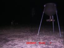 Texas Whitetail Deer Game Camera Photo