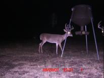 Texas Whitetail Deer Game Camera Photo